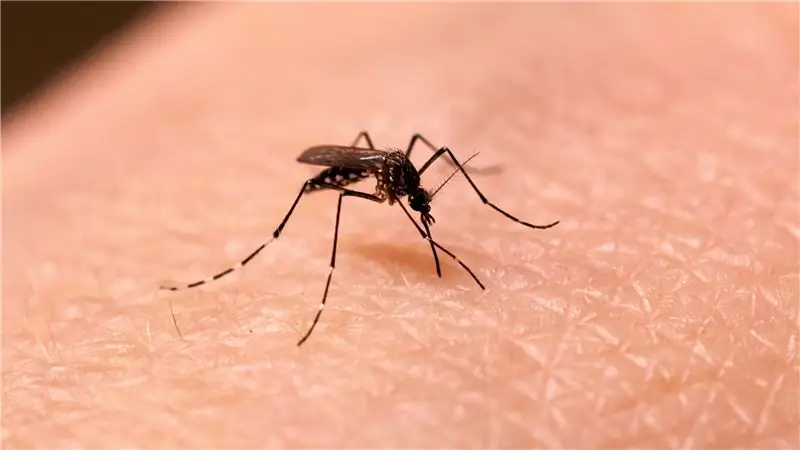 Сказки о горе от пожизненного москитного магнита