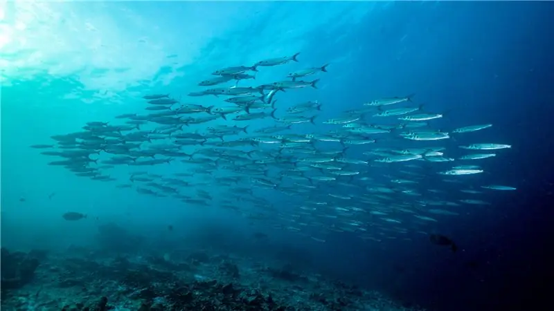 3 документальных фильма, которые стоит посмотреть вместо "морского пиратства"