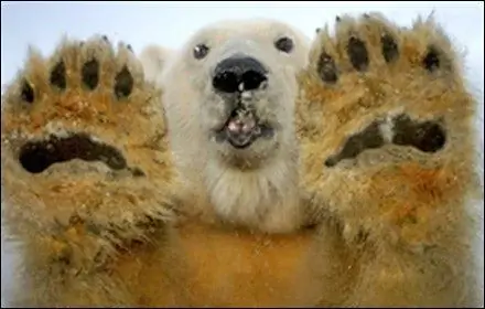 Операция Микки Мауса