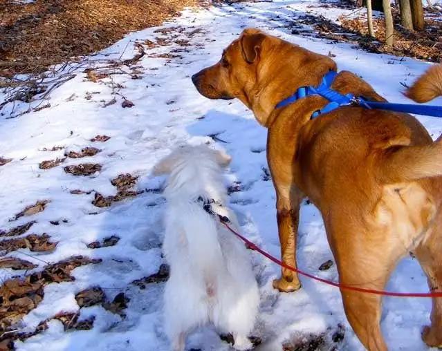 Какие маршруты для пеших прогулок лучше всего подходят для собак?