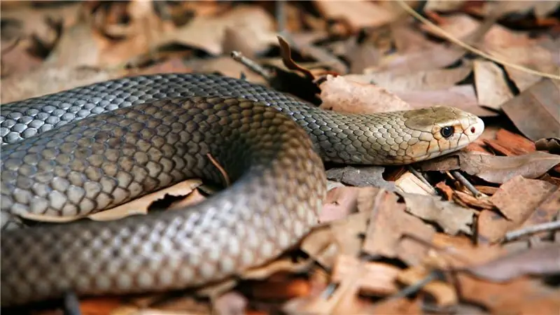 Какой материал защитит меня от укусов змей?