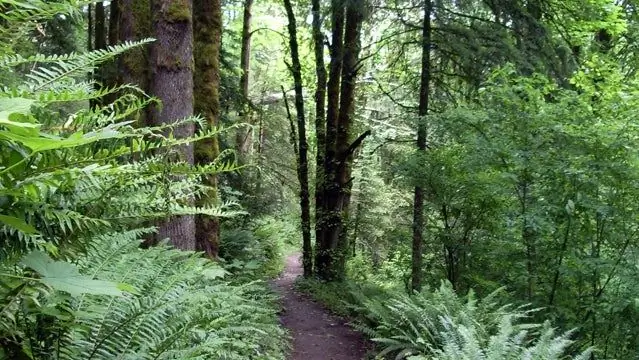 Wildwood Trail в июне 2008 года