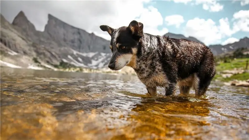 Как уберечь собаку от перегрева
