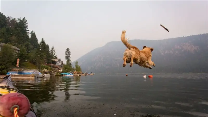 Знакомство собаки с водой в первый раз