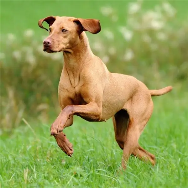 vizsla лучшие беговые собаки