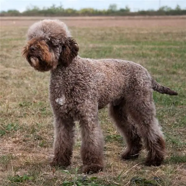 lagotto romagnolo самые редкие собаки