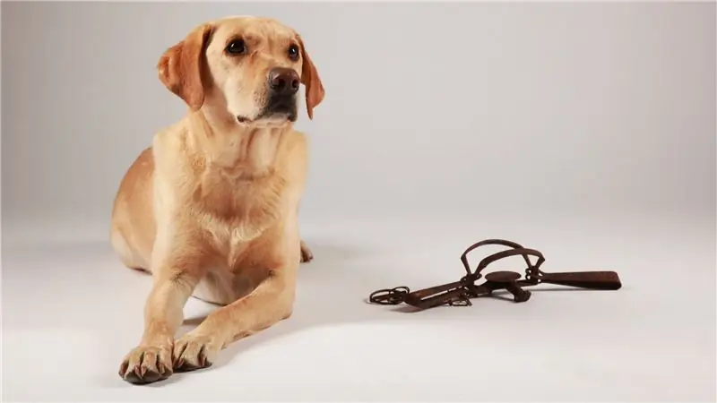 Скрытая опасность, угрожающая нашим собакам