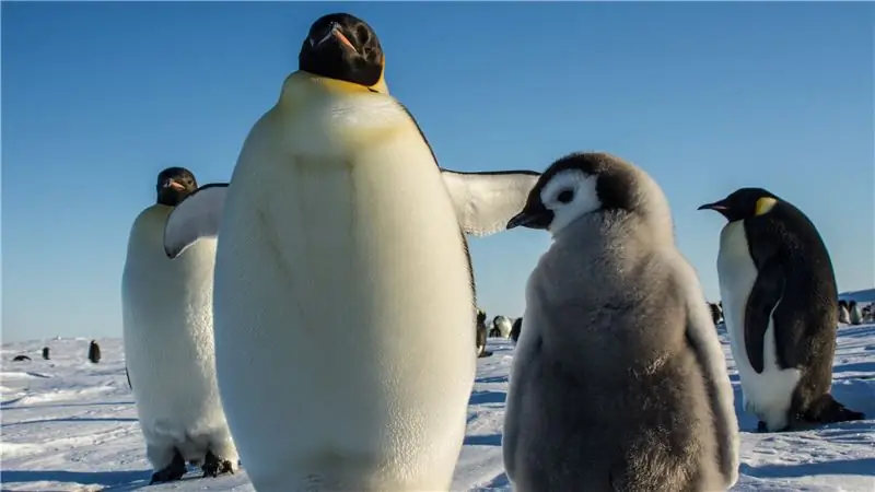 Как добраться до Антарктиды?