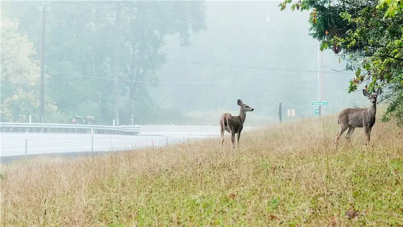 Убей своего оленя и съешь его тоже