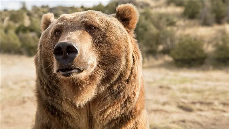 Почему исключение Grizzly из списка может быть просто хорошим делом