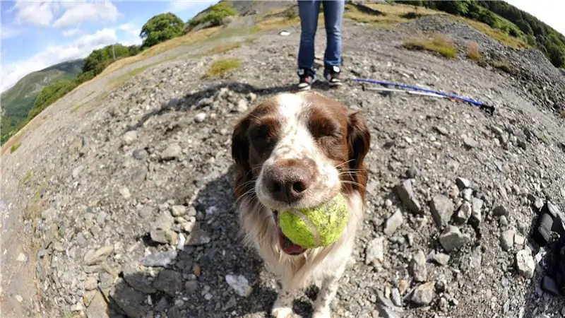 Ваша собака действительно вас любит