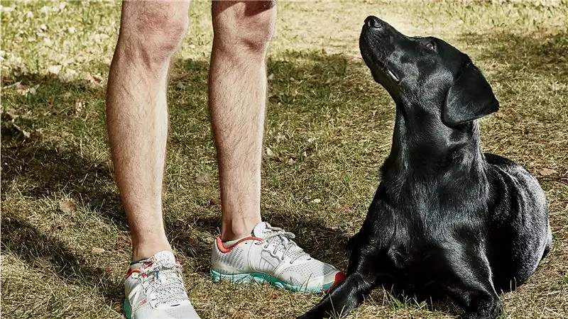 Бег - единственный способ утомить собаку