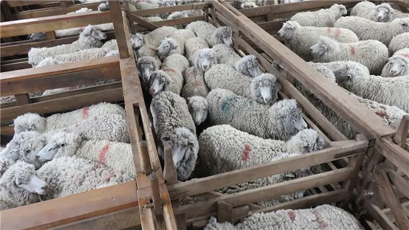 Что Патагония может сказать об этом ужасающем видео PETA