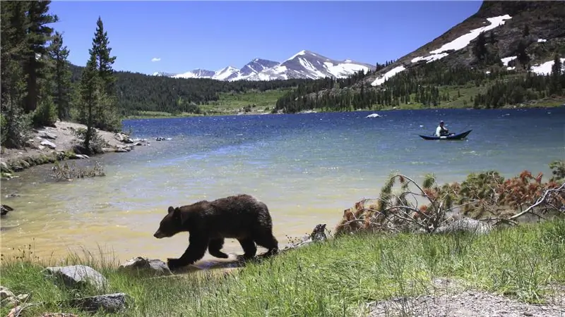 Йосемитские медведи становятся умнее