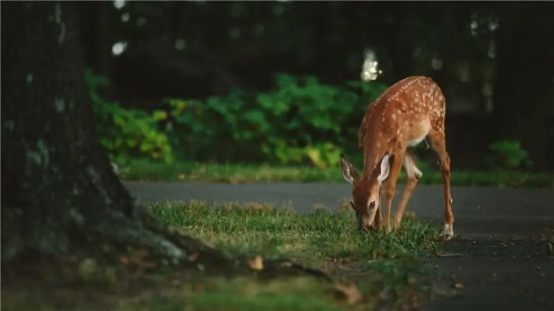 Вот как привлечь горожан в восторг от дикой дичи