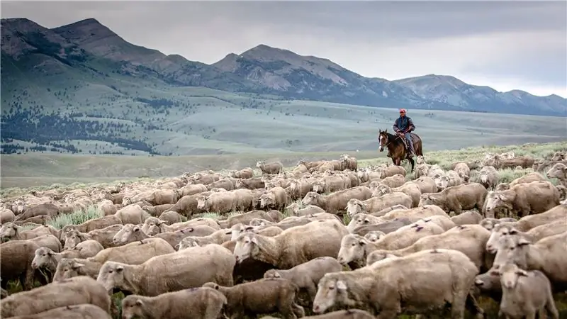 Возрождение американской шерстяной промышленности