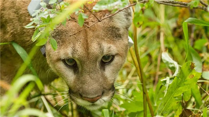 Комментарий: отлов горных львов для помощи оленям противоречит науке
