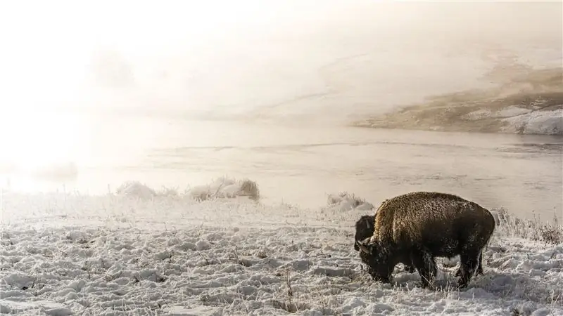Может ли забой бизонов в Йеллоустоун прекратиться?