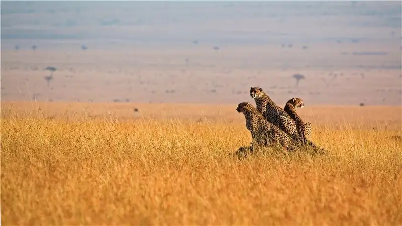 Комментарий: Эволюция убивает гепардов