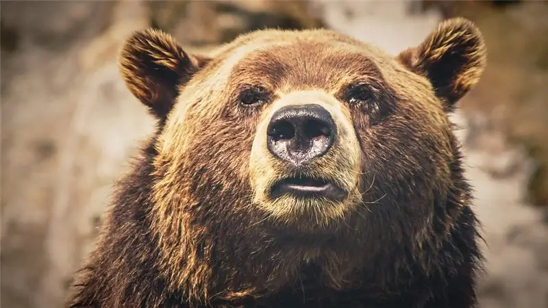 Самый редкий житель Испании: дикий бурый медведь