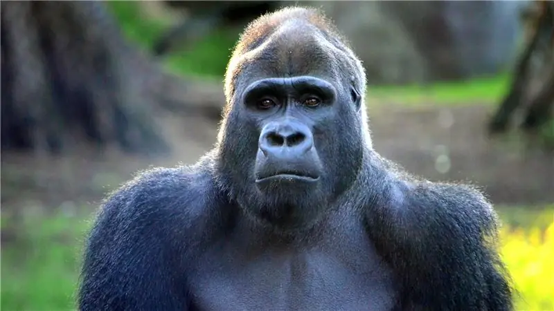 Что лев Сесил может рассказать нам о горилле Харамбе