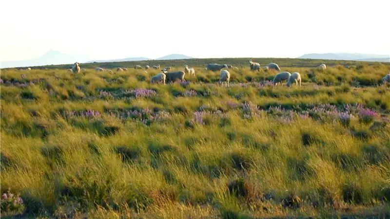Хотите шерсть этичного происхождения? Купить в Патагонии