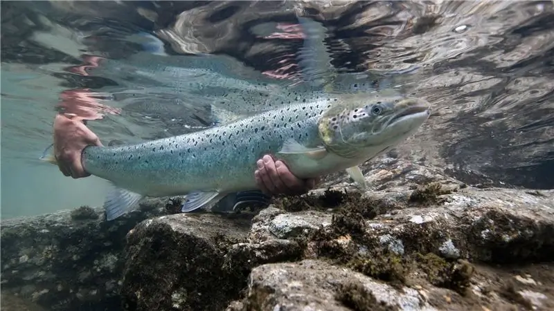 У рыб есть чувства. Значит ли это, что мы их пытаем?