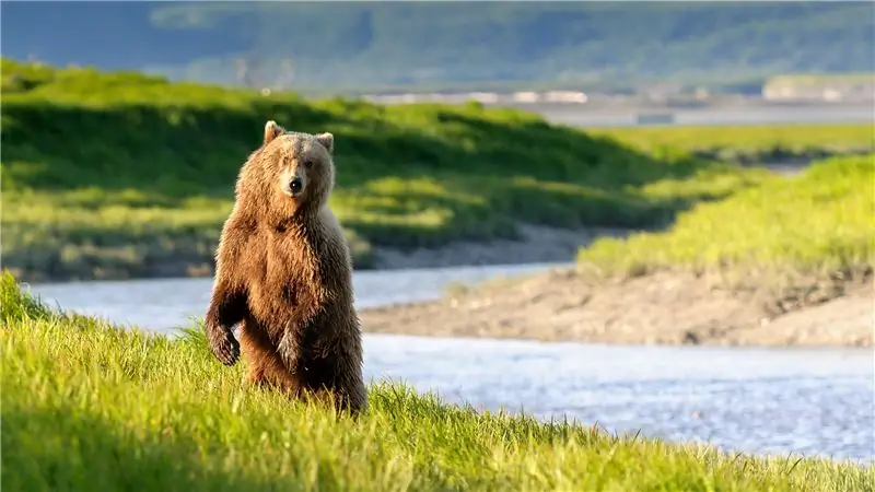 Что в Bear Spray?