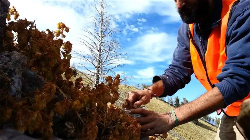 Встречайте охотников за диким хмелем, спасая ваше пиво от изменения климата