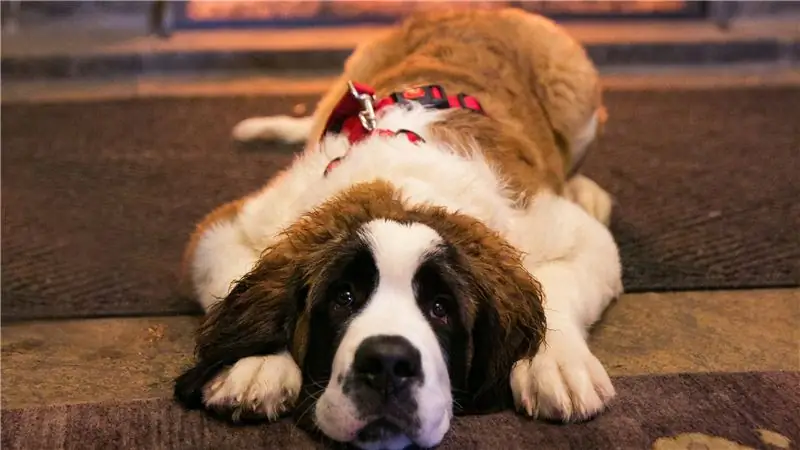 Вы можете (и должны) взять с собой собаку на следующий лыжный отпуск