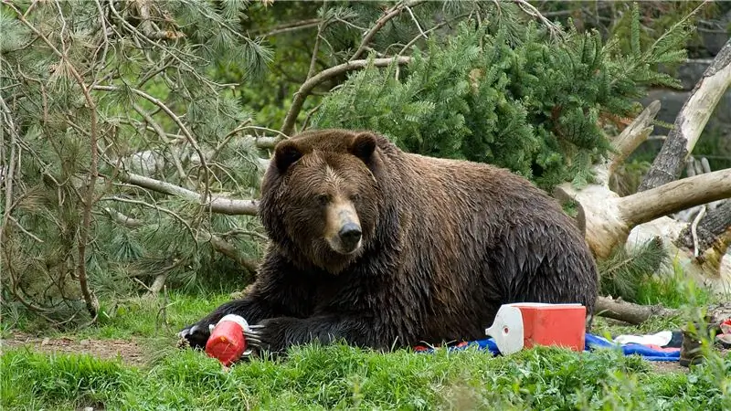 6 способов уберечь животных от набегов на еду в вашем лагере