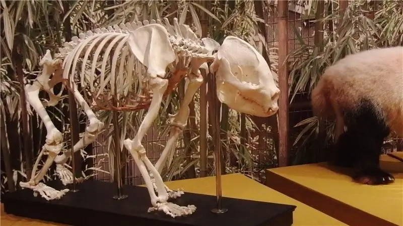 Пора позволить некоторым животным исчезнуть