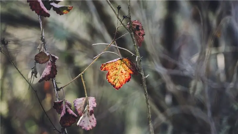 Как избежать и бороться с ядовитой сыпью на дубе