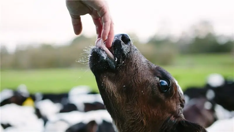 Могут ли водоросли сделать говядину более здоровой и более зеленой?