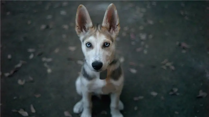 Как приучить собаку ходить без поводка
