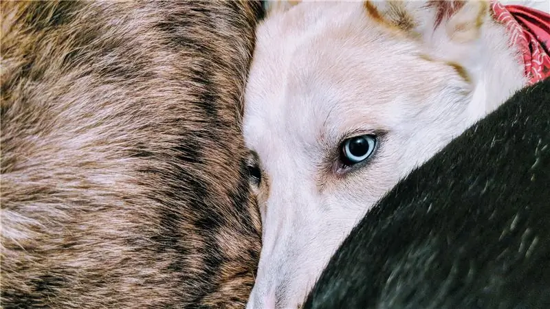 Новые правила владения собаками