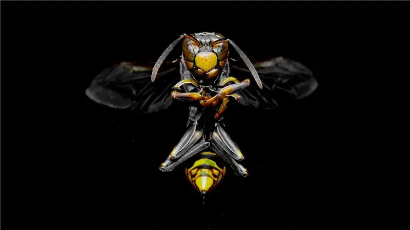 Как животные убивают людей: в цифрах