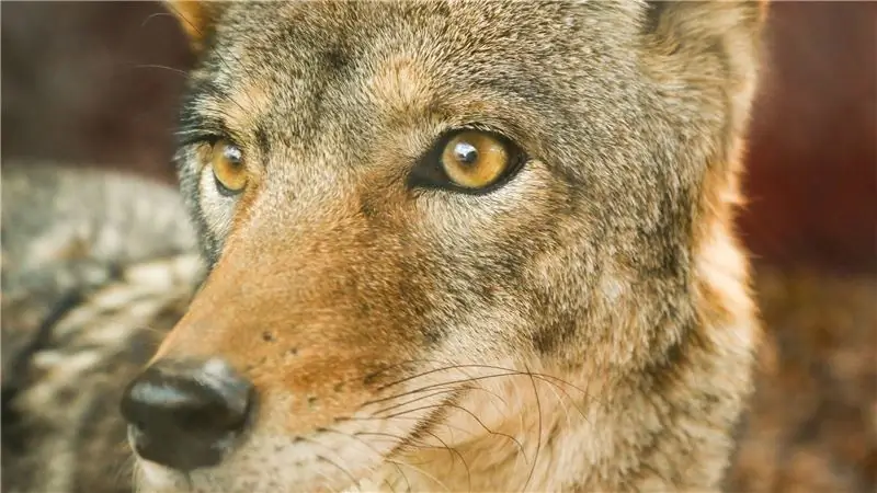 Средний водитель опаснее бешеного койота