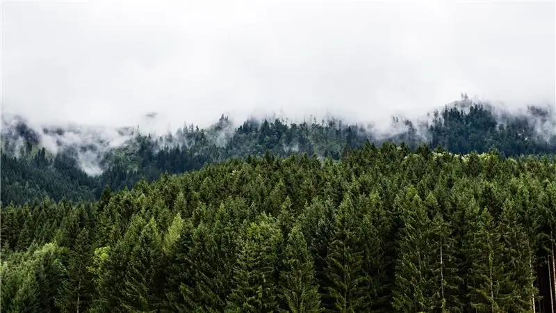 Как заработать миллионы, спасая лес