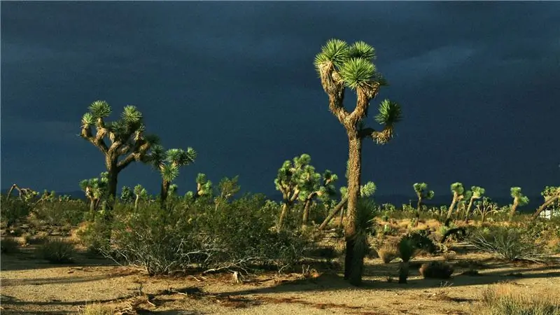 Люди продолжают находить тела в Дереве Иисуса Навина