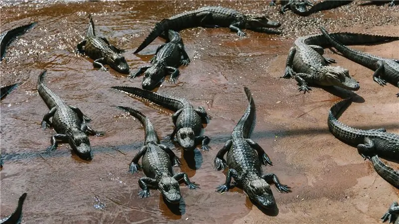 "Флорида" Лорен Грофф погружается в болото