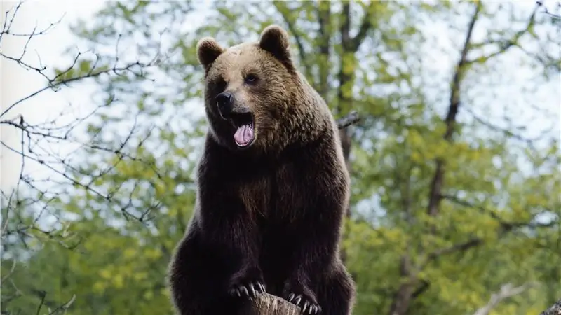 Хиллари Джордан о своей первой встрече с медведем