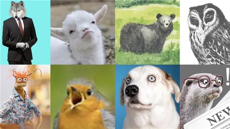 10 аккаунтов животных в Твиттере, которые улучшат вашу жизнь