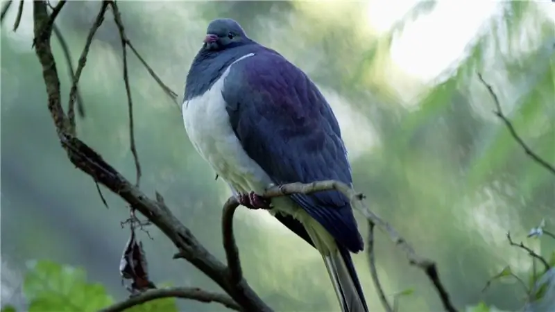 Тайная жизнь забитых птиц