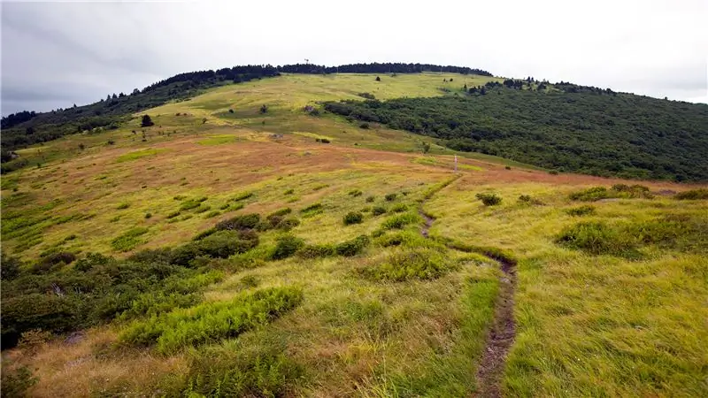 Лесная служба - новый приятель энергетической отрасли