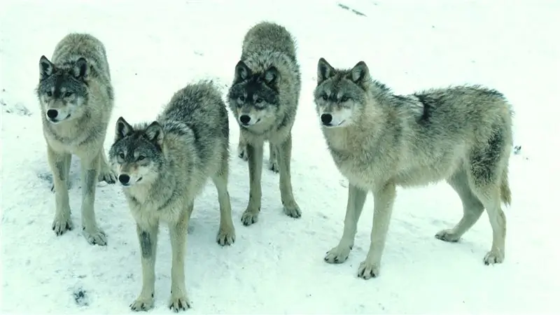 Волки и Закон об исчезающих видах, объяснитель