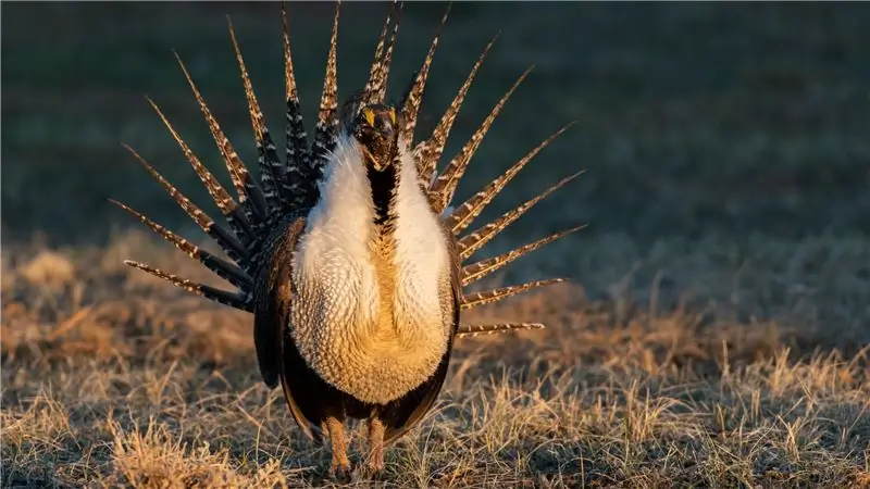 «Site Fidelity» исследует, почему мы боремся за любимые места