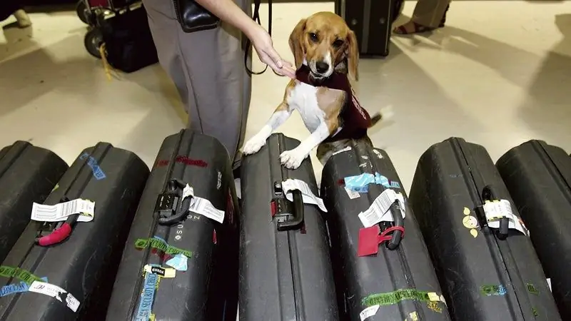 Как мне получить домой собаку-спасателя из-за границы?