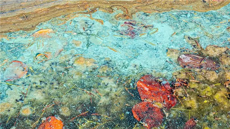 Цветение токсичных водорослей выходит из-под контроля