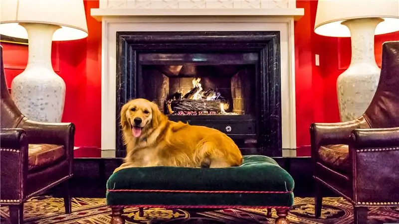 7 великих городов, которые стоит посетить с собакой